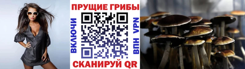 Псилоцибиновые грибы мицелий  Аркадак 